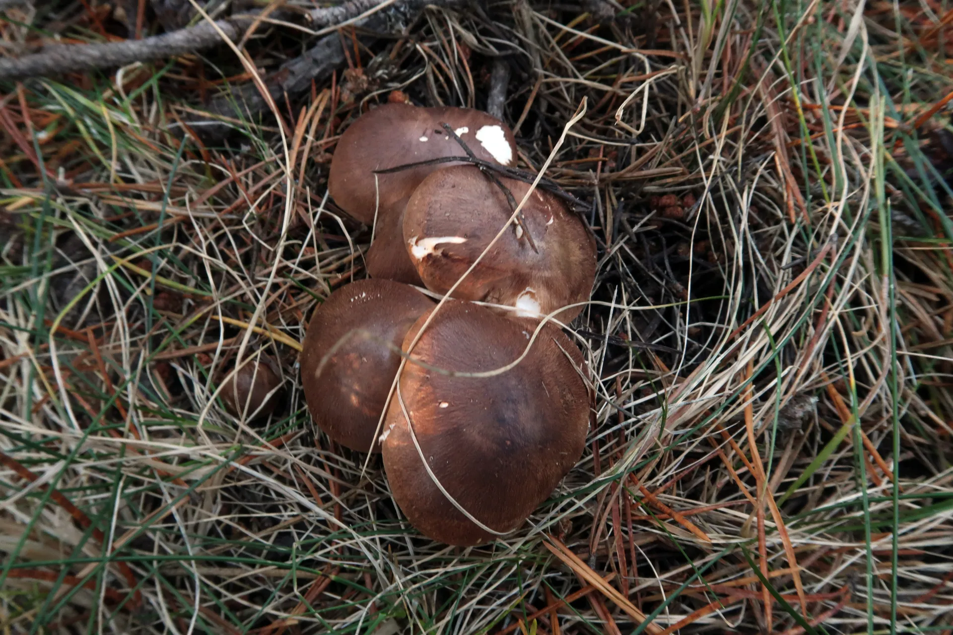 Tricholoma imbricatum - 1 - IMG_7771